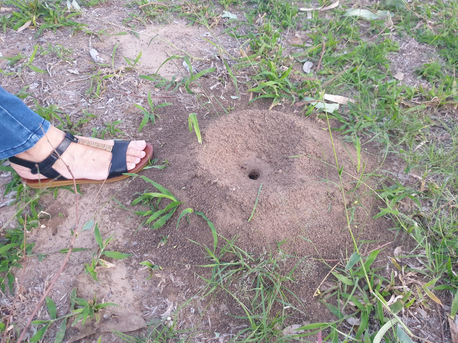 A nice size bull ants nest