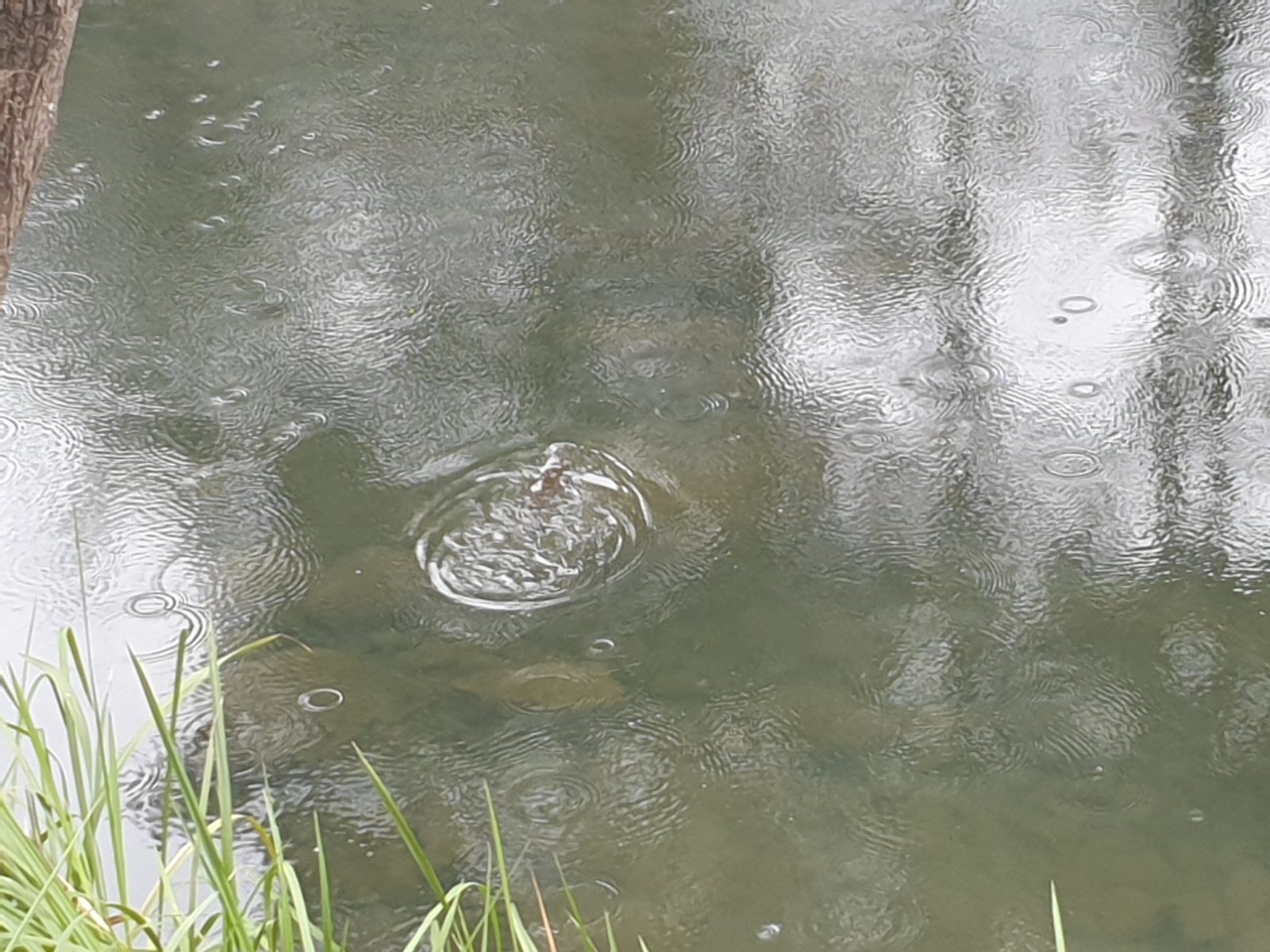 Platypus