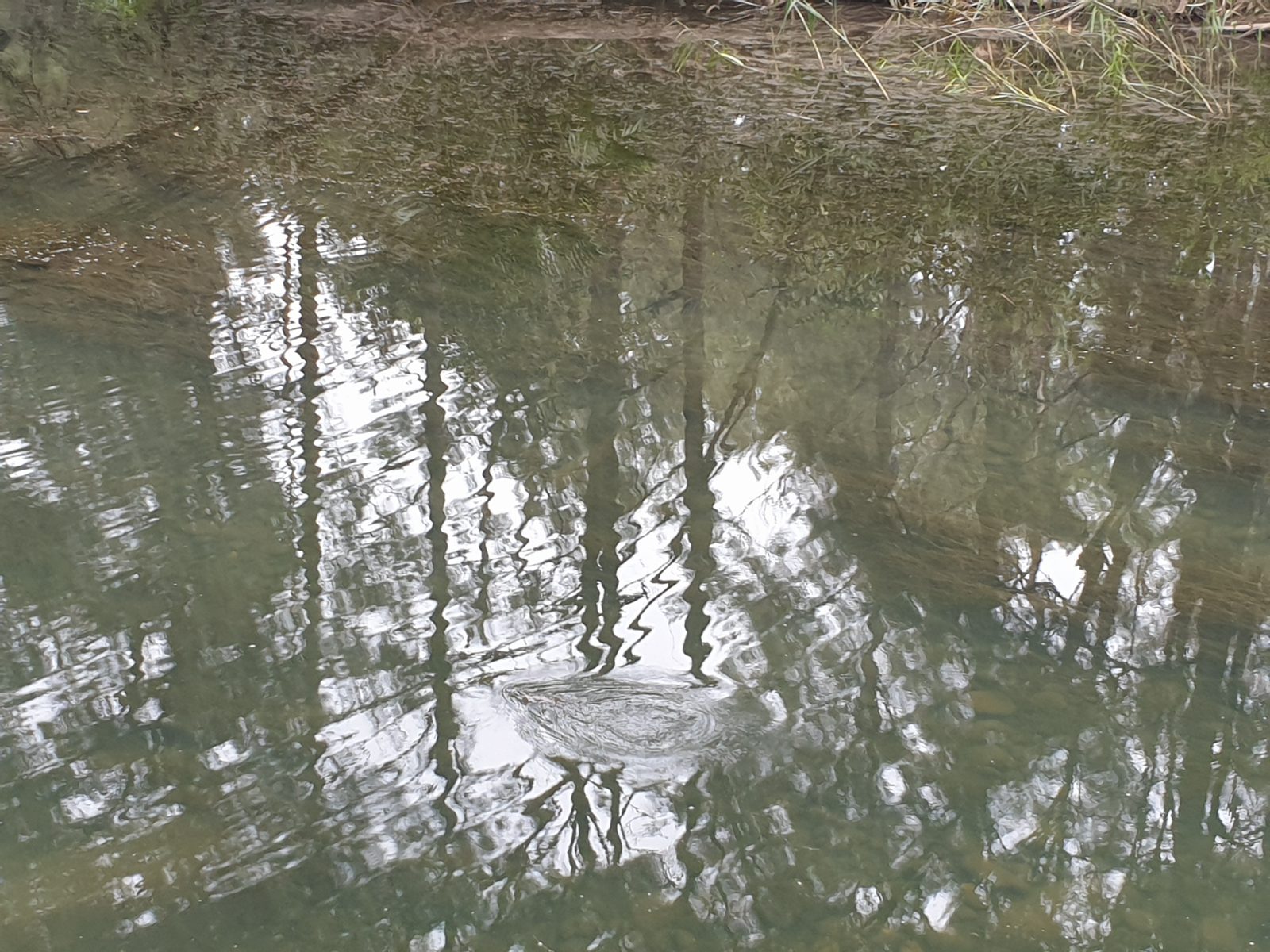 Platypus
