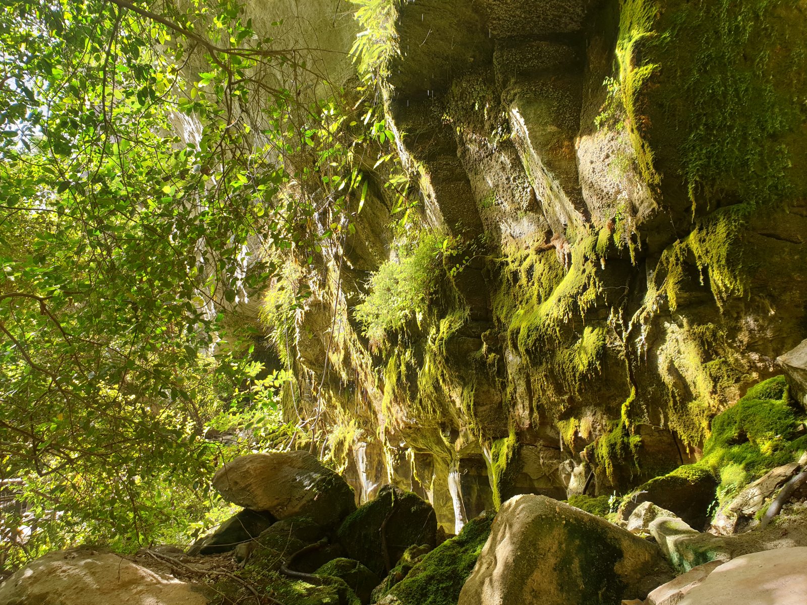 Moss gardens