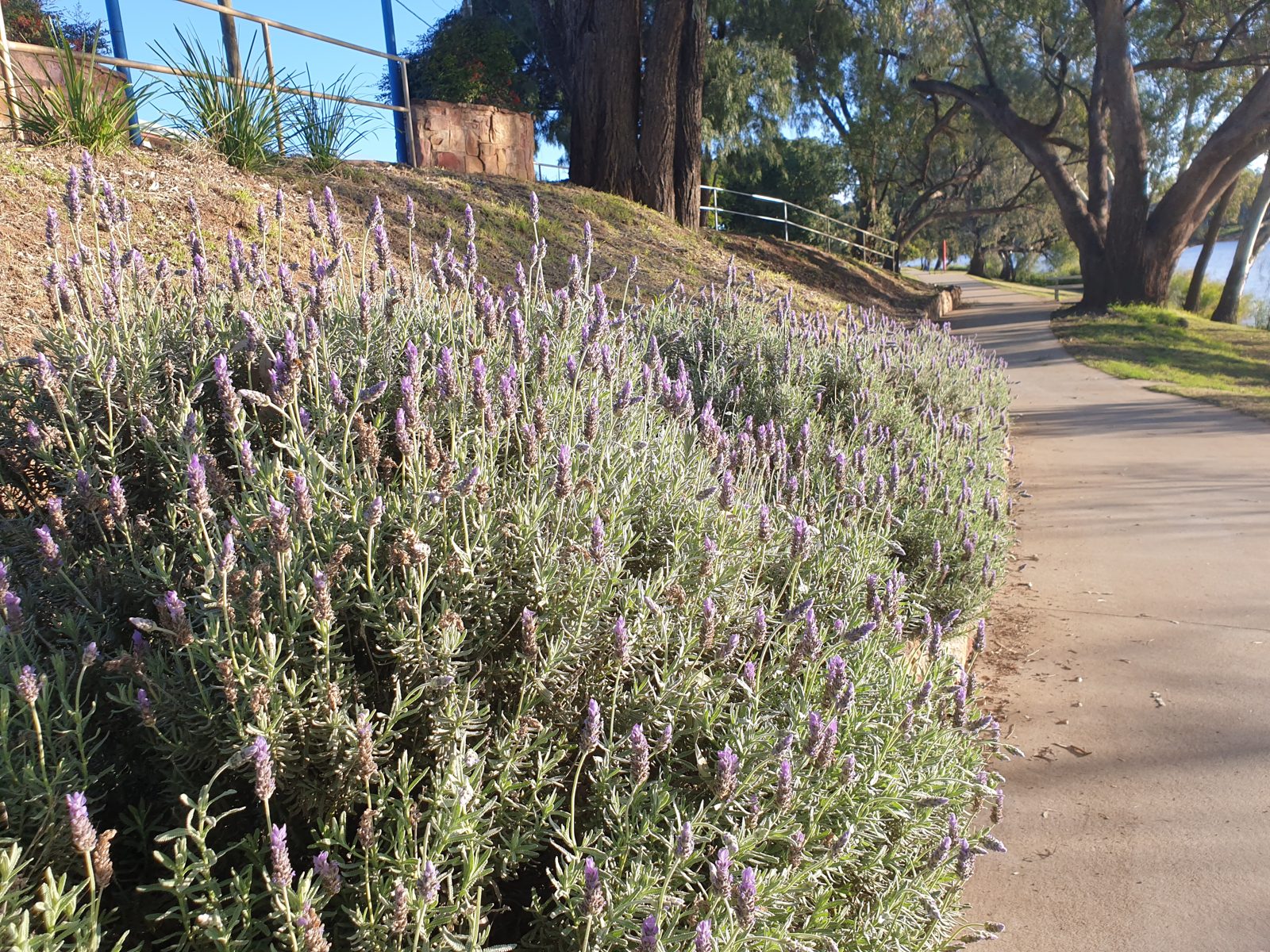 Some lavender
