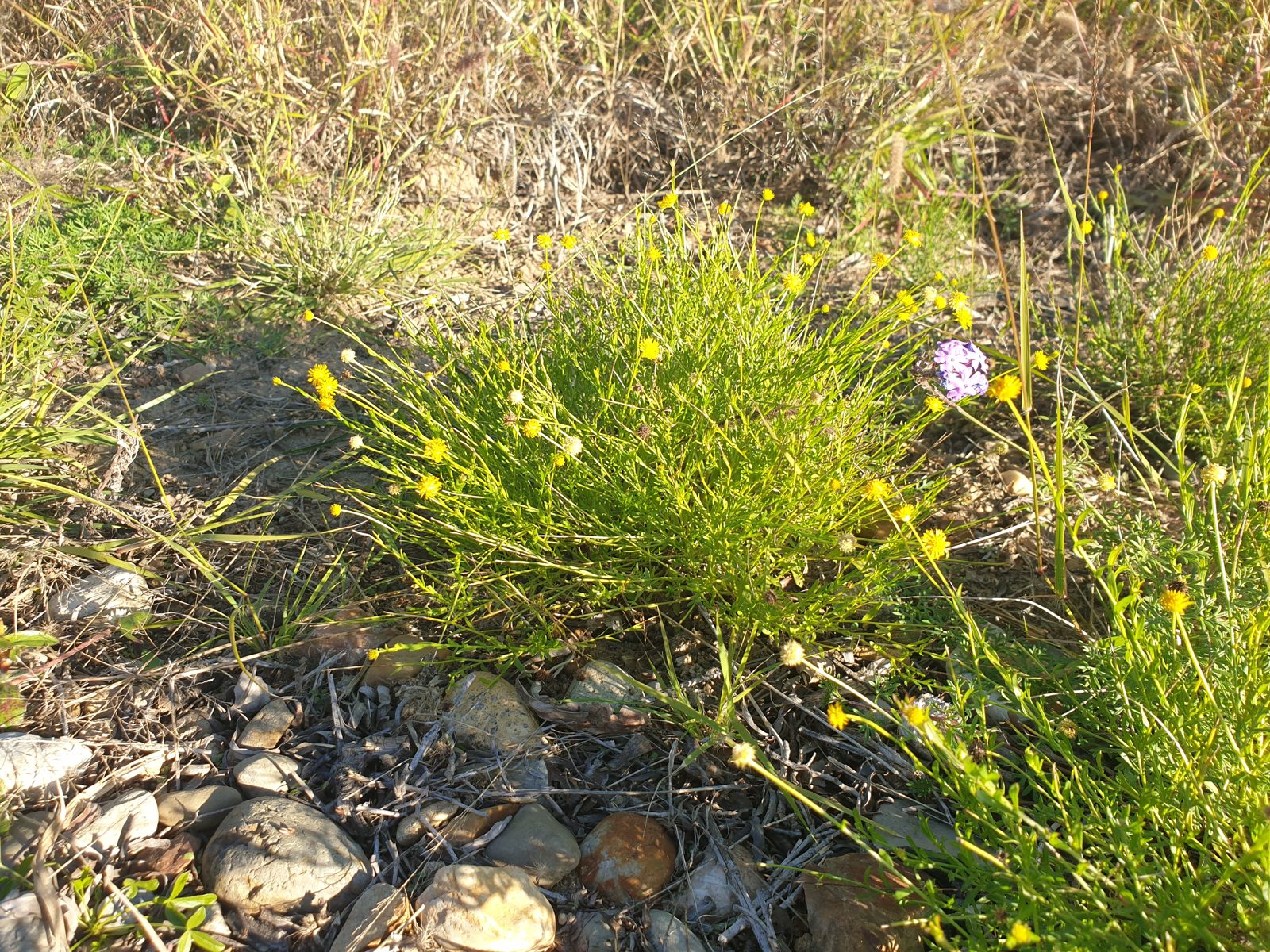 Wild flowers